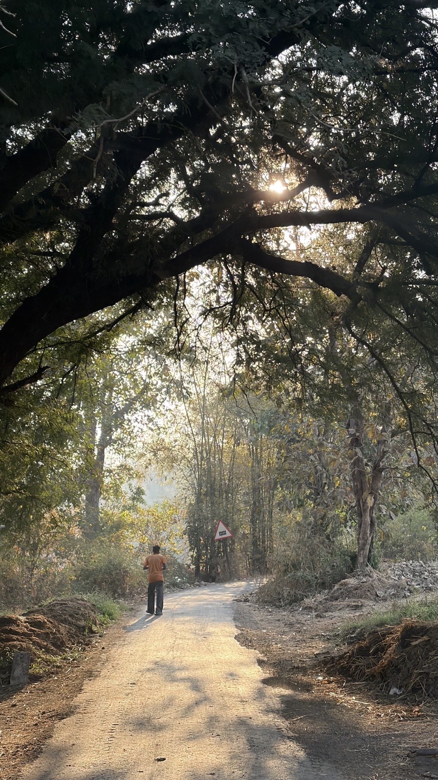 A traveller walking a forest trail beneath the canopy in the Dangs