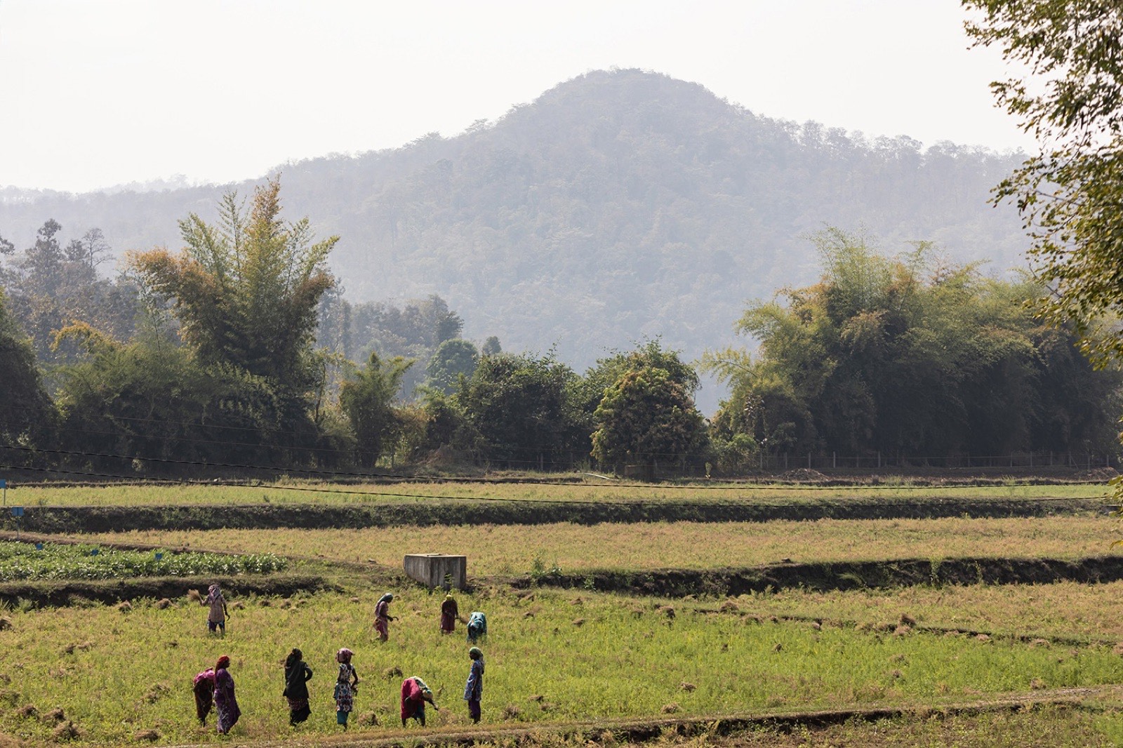 Paddy fields below the hills in the Dangs