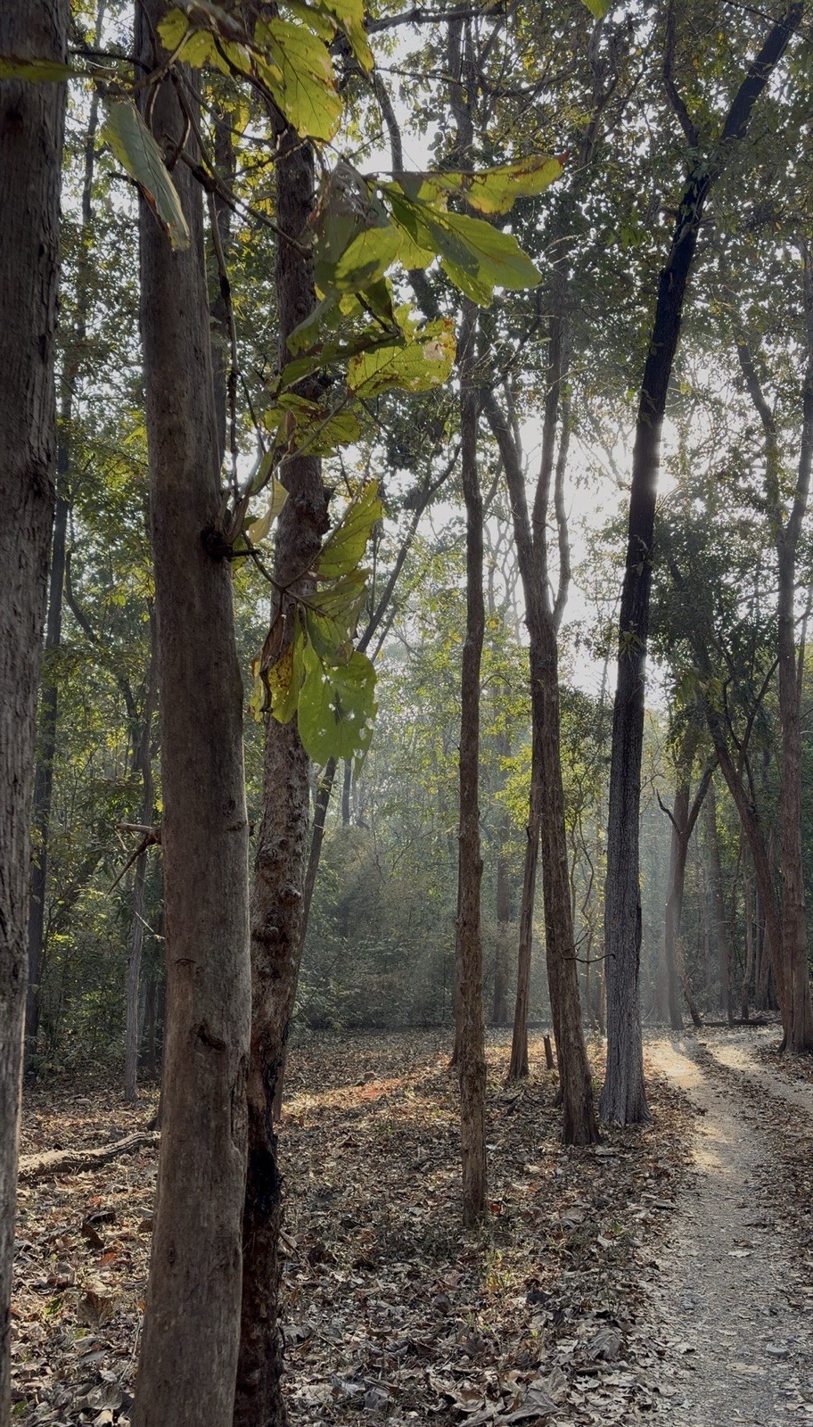 Tall teak trees in the Dangs forest
