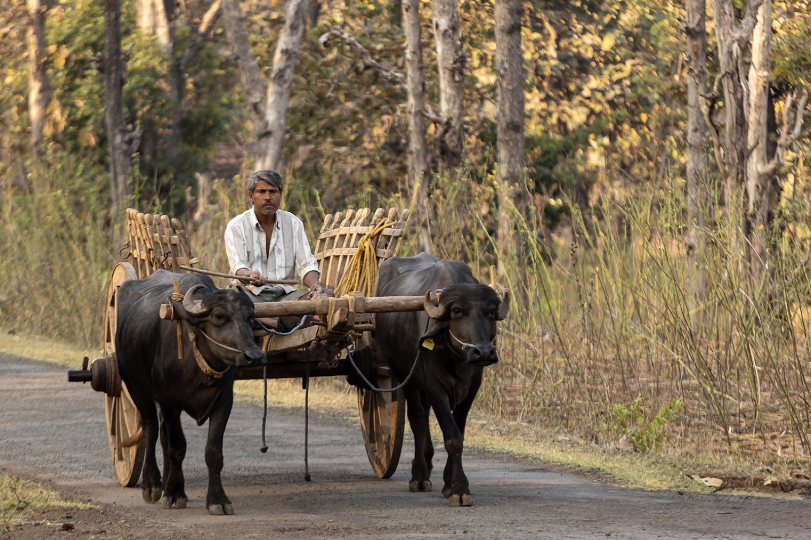 A bullock cart on a Dangs road