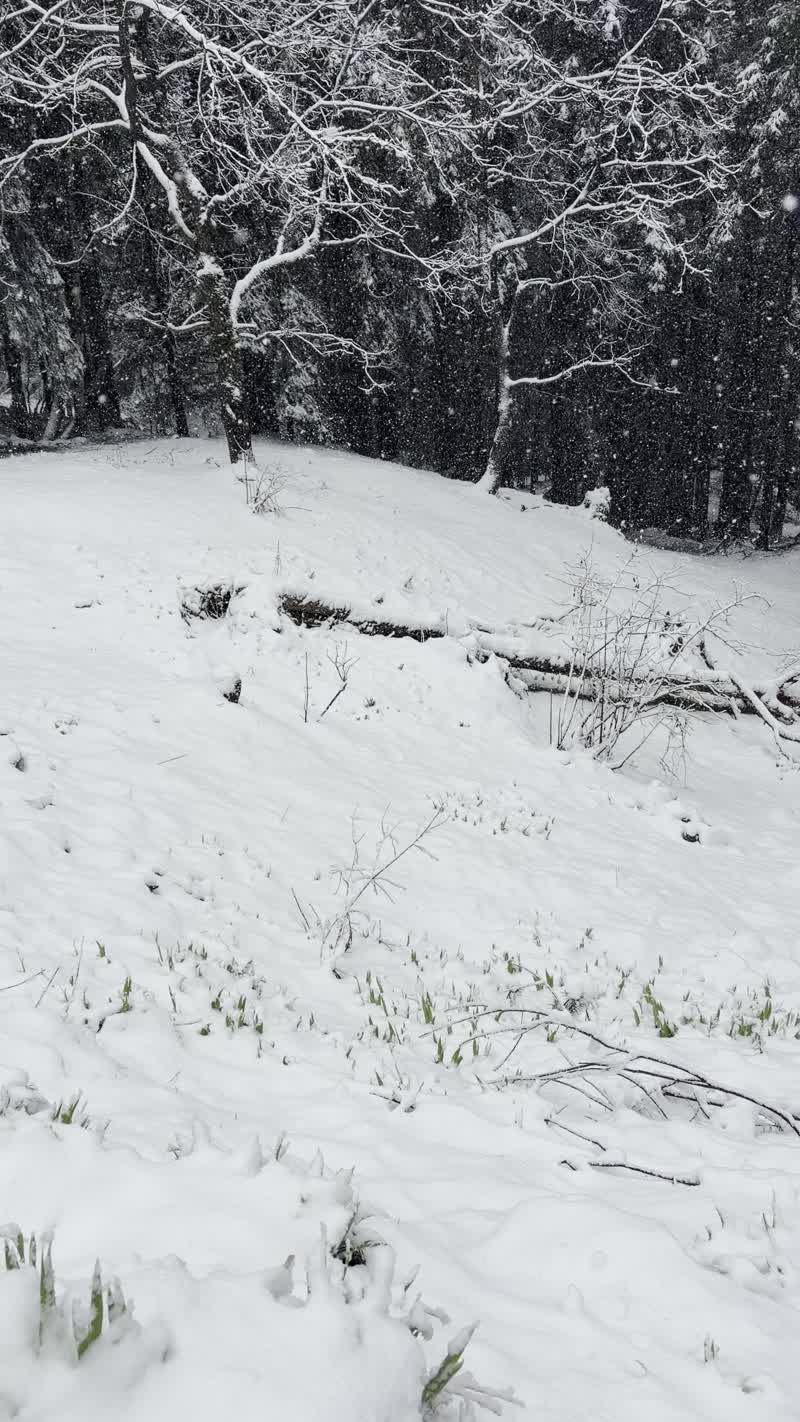 Snow falling over a forest in Tirthan Valley